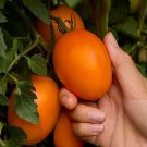 50 Seeds Sunrise Sauce Tomato Tomatoe Vegetable Garden Edible Canning Fresh For Garden 50 Seeds Sunrise Sauce Tomato Tomatoe Vegetable Garden Edible Canning Fresh For Garden