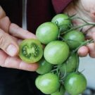 50 Seeds Sungreen 4029 Tomato Tomatoe Vegetable Garden Edible Canning Fresh For Garden