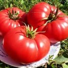 50 Seeds Sun King Tomato Tomatoe Vegetable Garden Edible Canning Fresh For Garden 50 Seeds Sun King Tomato Tomatoe Vegetable Garden Edible Canning Fresh For Garden
