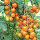50 Seeds Sun Gold Tomato Tomatoe Vegetable Garden Edible Canning Fresh For Garden