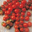 50 Seeds Sugar Snack Tomato Tomatoe Vegetable Garden Edible Canning Fresh For Garden
