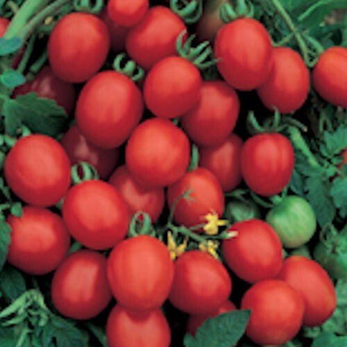 50 Seeds Sugar Plum Tomato Tomatoe Vegetable Garden Edible Canning Fresh For Garden