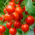 50 Seeds Sugar Lump Tomato Tomatoe Vegetable Garden Edible Canning Fresh For Garden