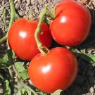 50 Seeds Stone Tomato Tomatoe Vegetable Garden Edible Canning Fresh For Garden