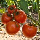 50 Seeds Stellar Tomato Tomatoe Vegetable Garden Edible Canning Fresh For Garden