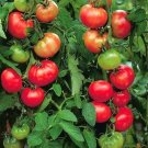 50 Seeds St Pierre Tomato Tomatoe Vegetable Garden Edible Canning Fresh For Garden