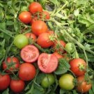 50 Seeds Sophya Tomato Tomatoe Vegetable Garden Edible Canning Fresh For Garden