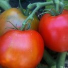 50 Seeds Seeds Sophies Choice Tomato Tomatoe Vegetable Garden Edible Canning Fresh For Garden