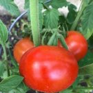 50 Seeds Serrat Tomato Tomatoe Vegetable Garden Edible Canning Fresh For Garden