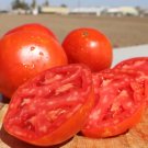 50 Seeds Saybrook Tomato Tomatoe Vegetable Garden Edible Canning Fresh For Garden 50 Seeds Saybrook Tomato Tomatoe Vegetable Garden Edible Canning Fresh For Garden