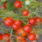 50 Seeds Saras Galapagos Tomato Tomatoe Vegetable Garden Edible Canning Fresh For Garden