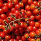 50 Seeds Sakura Honey Tomato Tomatoe Vegetable Garden Edible Canning Fresh For Garden