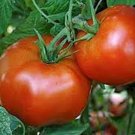 50 Seeds Rutgers 250 Tomato Tomatoe Vegetable Garden Edible Canning Fresh For Garden 50 Seeds Rutgers 250 Tomato Tomatoe Vegetable Garden Edible Canning Fresh For Garden