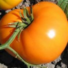 50 Seeds Rsian Persimon Tomato Tomatoe Vegetable Garden Edible Canning Fresh For Garden