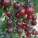 50 Seeds Rosella Tomato Tomatoe Vegetable Garden Edible Canning Fresh For Garden