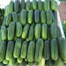 25 Seeds Seeds Kentucky Cucumbers Quick Harvest Of 52 Days Cucks Vegetable Garden Fresh For Garden