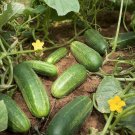 25 Seeds Seeds Rhode Island Cucumbers Easy Growing Vegetable Garden Pickling Slicing Fresh For Garde 25 Seeds Seeds Rhode Island Cucumbers Easy Growing Vegetable Garden Pickling Slicing Fresh For Garde