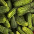 25 Seeds Seeds Indiana Cucumbers Crop Seeds Small Tasty Pickling Cucks Planting Fresh For Garden