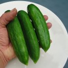 25 Seeds Seeds Michigan Cucumbers Crop Vegetable Garden Planting Cucks Pickling Fresh For Garden 25 Seeds Seeds Michigan Cucumbers Crop Vegetable Garden Planting Cucks Pickling Fresh For Garden