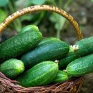 25 Seeds Seeds Georgia Cucumbers Southern Vegetable Planting Garden Fresh For Garden