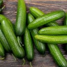 25 Seeds Seeds Mississippcucumbers Batch Planting Vegetable Garden Southern Fresh For Garden