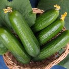 25 Seeds Seeds Minnesota Cucumbers Planting Vegetable Garden Crop Cucks Tasty Fresh For Garden