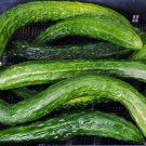 25 Seeds Sweet Flavored Burpless Cucumbers 15 To 18 Long Vegetable Garden Fresh For Garden