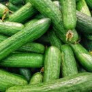 25 Seeds Seeds Alabama Cucumbers Crispy And Delicio Vegetable Planting Fresh For Garden