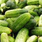 25 Seeds Organic Heirloom Chicago Pickling Cucumbers Burpless Vegetable Garden Fresh For Garden