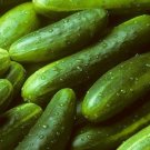 25 Seeds Seeds Texas Cucumbers 68 Long 54 Day Harvest Planting Garden Canning Slici Fresh For Garden
