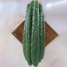 25 Seeds Dragon Suhyo Cross Cucumbers Planting Edible Food Garden Fresh For Garden