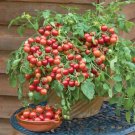 50 Seeds Red Robin Tomato Tomatoe Vegetable Garden Edible Canning Fresh For Garden