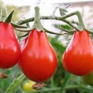 50 Seeds Red Pear Tomato Tomatoe Vegetable Garden Edible Canning Fresh For Garden 50 Seeds Red Pear Tomato Tomatoe Vegetable Garden Edible Canning Fresh For Garden