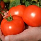 50 Seeds Red Mountain Tomato Tomatoe Vegetable Garden Edible Canning Fresh For Garden