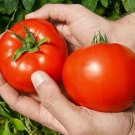 50 Seeds Red Morning Tomato Tomatoe Vegetable Garden Edible Canning Fresh For Garden 50 Seeds Red Morning Tomato Tomatoe Vegetable Garden Edible Canning Fresh For Garden