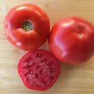 50 Seeds Rambler Tomato Tomatoe Vegetable Garden Edible Canning Fresh For Garden