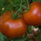 50 Seeds Ramapo Tomato Tomatoe Vegetable Garden Edible Canning Fresh For Garden