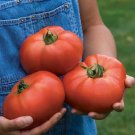 50 Seeds Porterhoe Tomato Tomatoe Vegetable Garden Edible Canning Fresh For Garden