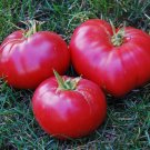 50 Seeds Placero Tomato Tomatoe Vegetable Garden Edible Canning Fresh For Garden