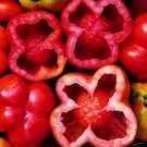 50 Seeds Pink Stuffer Tomato Tomatoe Vegetable Garden Edible Canning Fresh For Garden