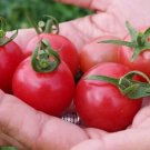 50 Seeds Pink Ping Pong Tomato Tomatoe Vegetable Garden Edible Canning Fresh For Garden
