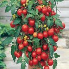 50 Seeds Tumbler Tomato Hybrid Tomatoe Vegetable Garden Edible Canning Fresh For Garden 50 Seeds Tumbler Tomato Hybrid Tomatoe Vegetable Garden Edible Canning Fresh For Garden