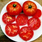 50 Seeds Peron Tomato Tomatoe Vegetable Garden Edible Canning Fresh For Garden 50 Seeds Peron Tomato Tomatoe Vegetable Garden Edible Canning Fresh For Garden