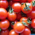 50 Seeds Peacevine Tomato Tomatoe Vegetable Garden Edible Canning Fresh For Garden