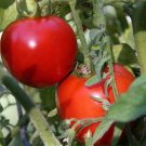 50 Seeds Out Damn Spot Tomato Tomatoe Vegetable Garden Edible Canning Fresh For Garden 50 Seeds Out Damn Spot Tomato Tomatoe Vegetable Garden Edible Canning Fresh For Garden