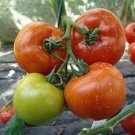 50 Seeds Oroshan Tomato Tomatoe Vegetable Garden Edible Canning Fresh For Garden