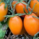 50 Seeds Orange Roma Tomato Tomatoe Vegetable Garden Edible Canning Fresh For Garden 50 Seeds Orange Roma Tomato Tomatoe Vegetable Garden Edible Canning Fresh For Garden