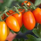 50 Seeds Orange Fizz Tomato Tomatoe Vegetable Garden Edible Canning Fresh For Garden 50 Seeds Orange Fizz Tomato Tomatoe Vegetable Garden Edible Canning Fresh For Garden