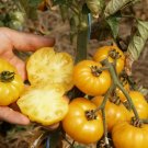 50 Seeds Old Yellow Candystripe Tomato Tomatoe Vegetable Garden Edible Fresh For Garden