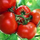 50 Seeds Old Brooks Tomato Tomatoe Vegetable Garden Edible Fresh For Garden